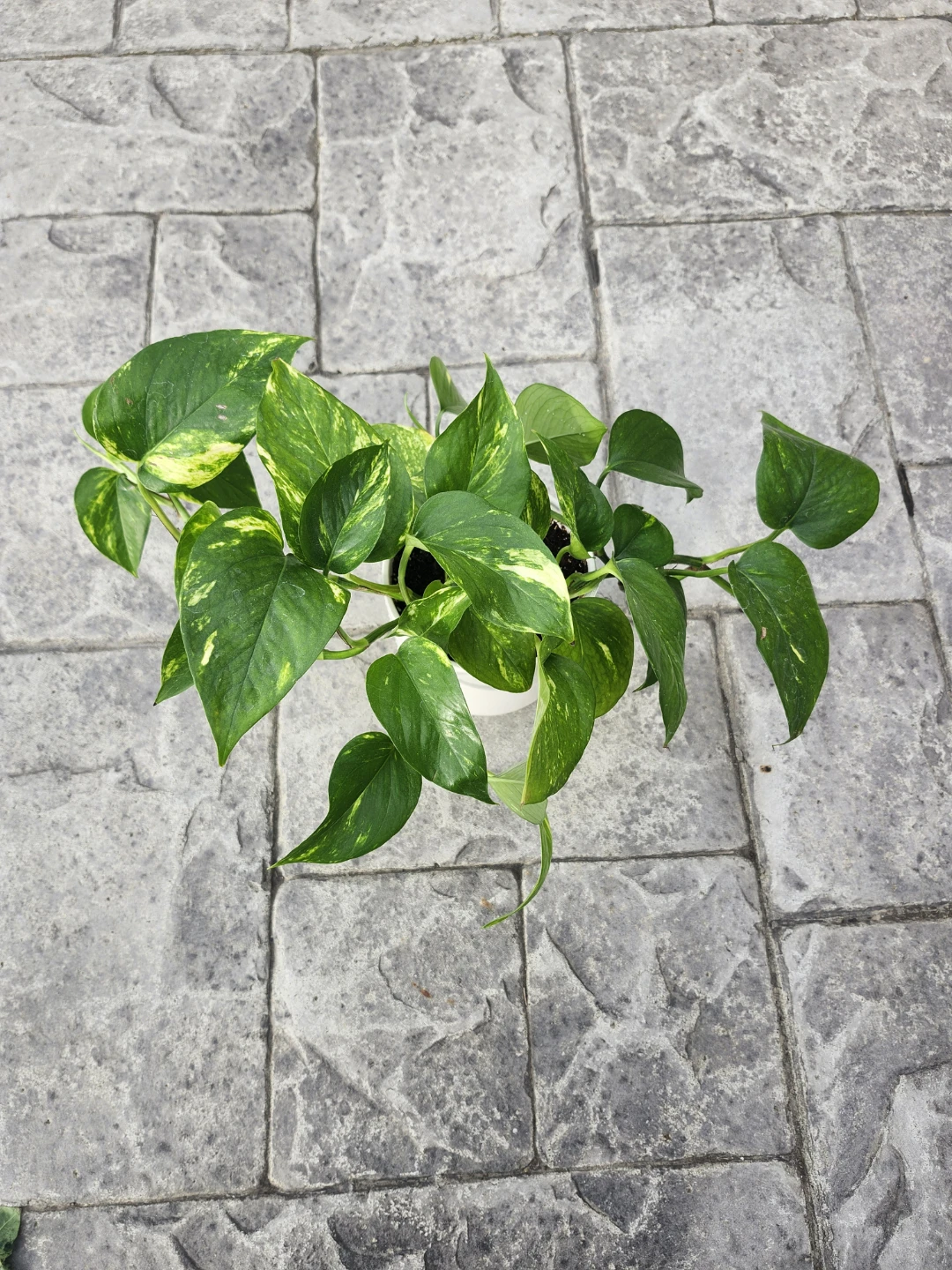 PLANTS - 5 WITH POTS - photo 2