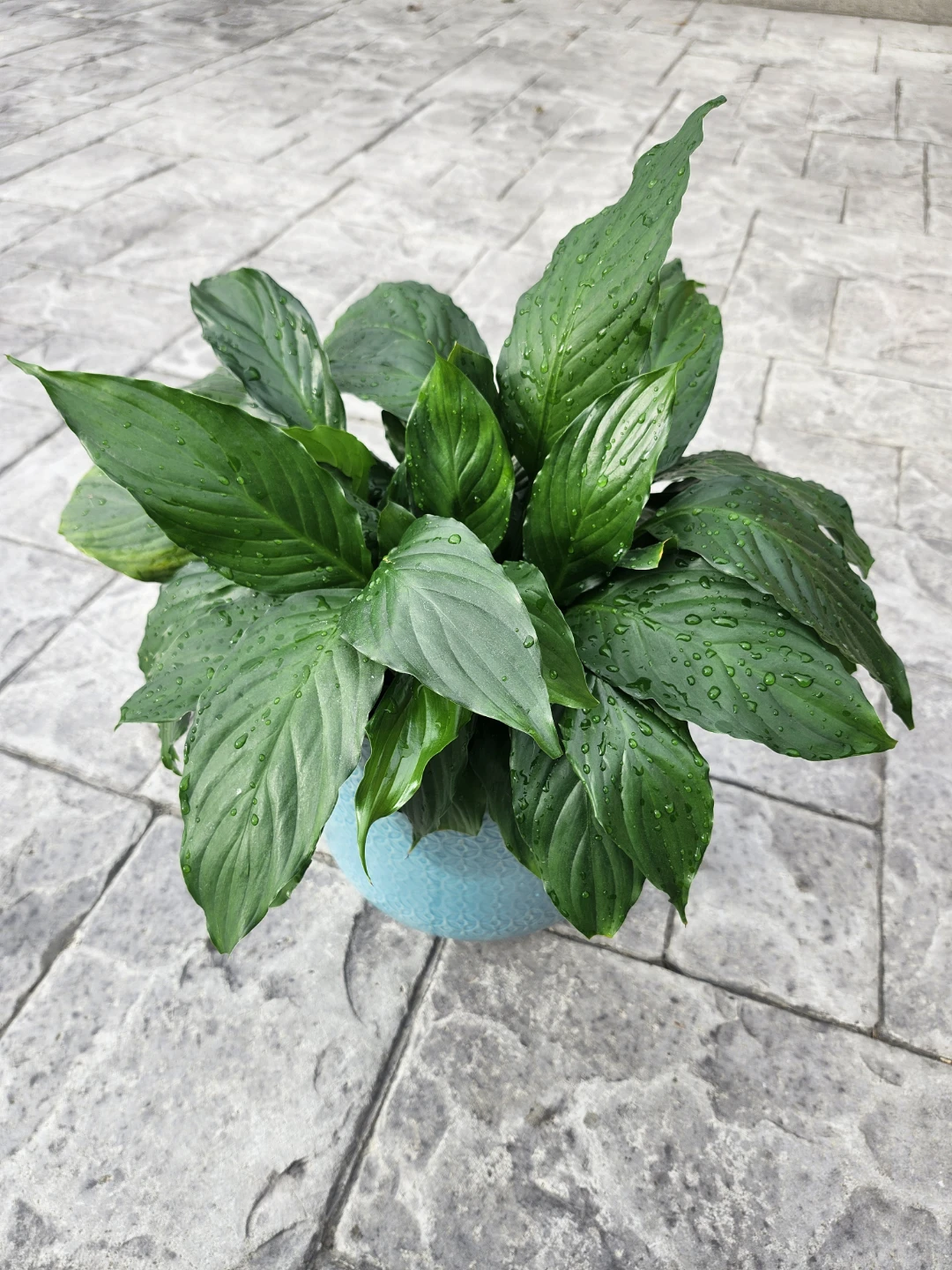 PLANTS - 5 WITH POTS - photo 3
