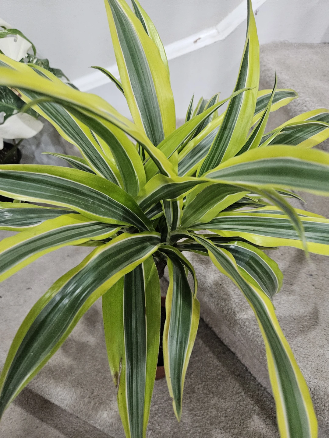 Dracaena Fragrans 'Lemon Surprise' Plant