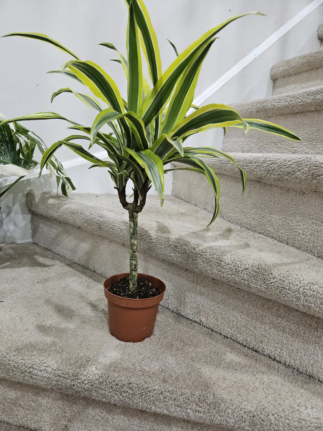 Dracaena Fragrans 'Lemon Surprise' Plant - photo 3