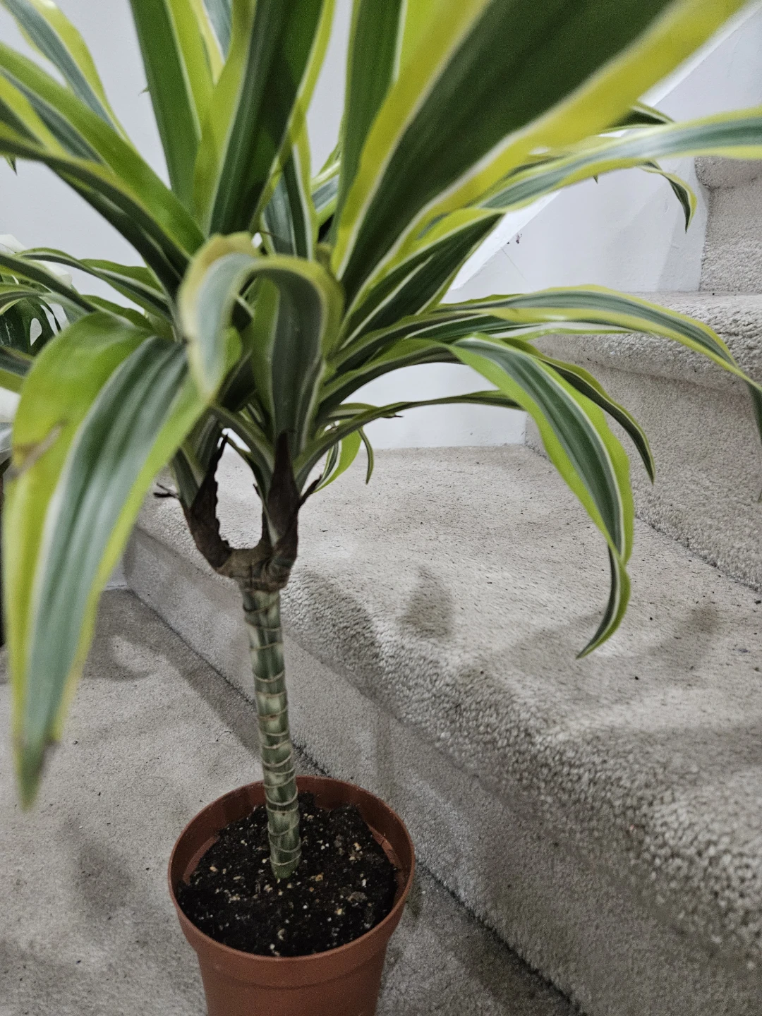 Dracaena Fragrans 'Lemon Surprise' Plant - photo 4