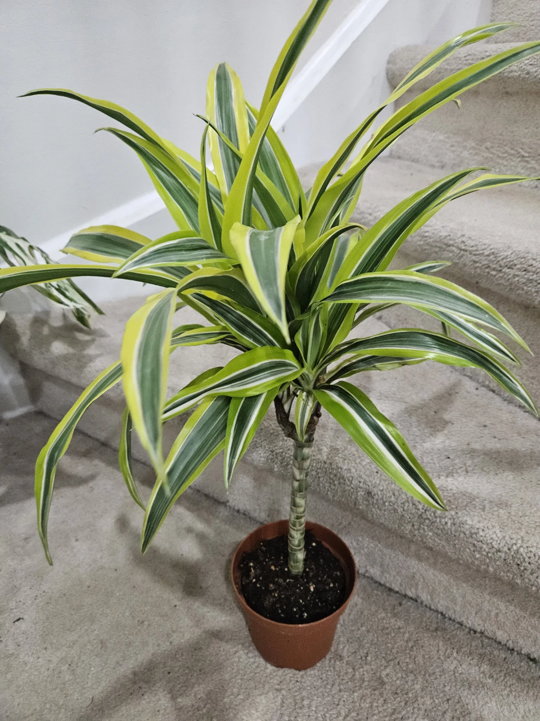 Dracaena Fragrans 'Lemon Surprise' Plant - photo 5