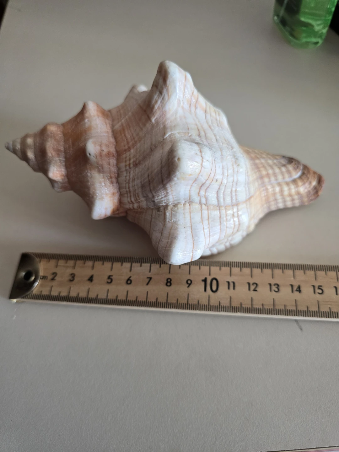 Large Decorative Seashell