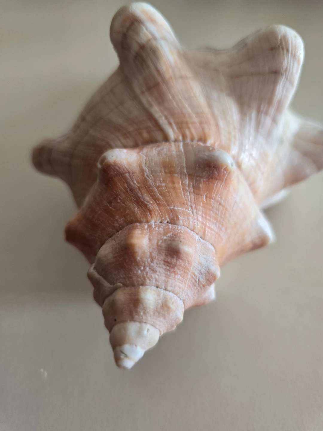 Large Decorative Seashell - photo 2