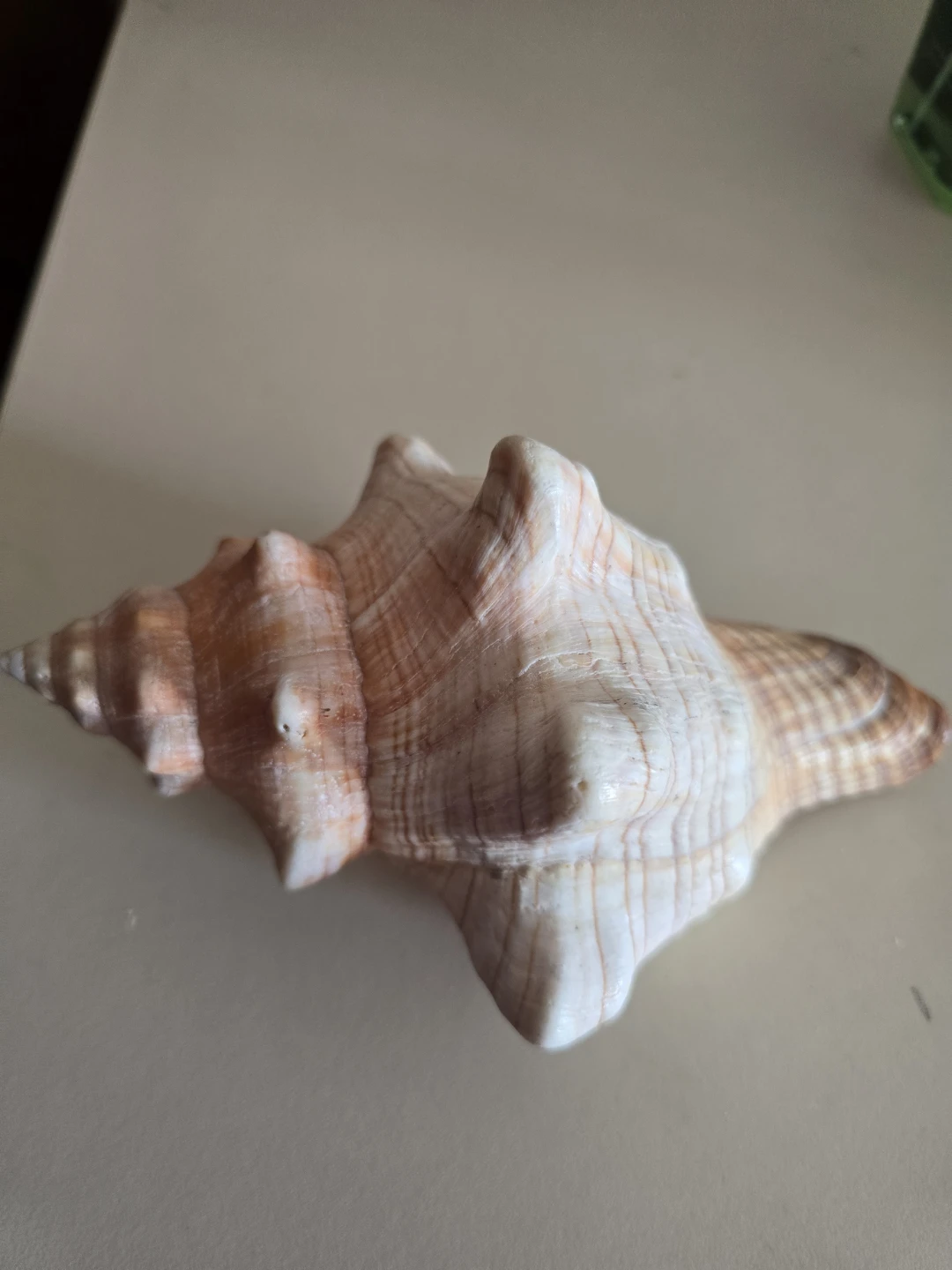 Large Decorative Seashell - photo 3