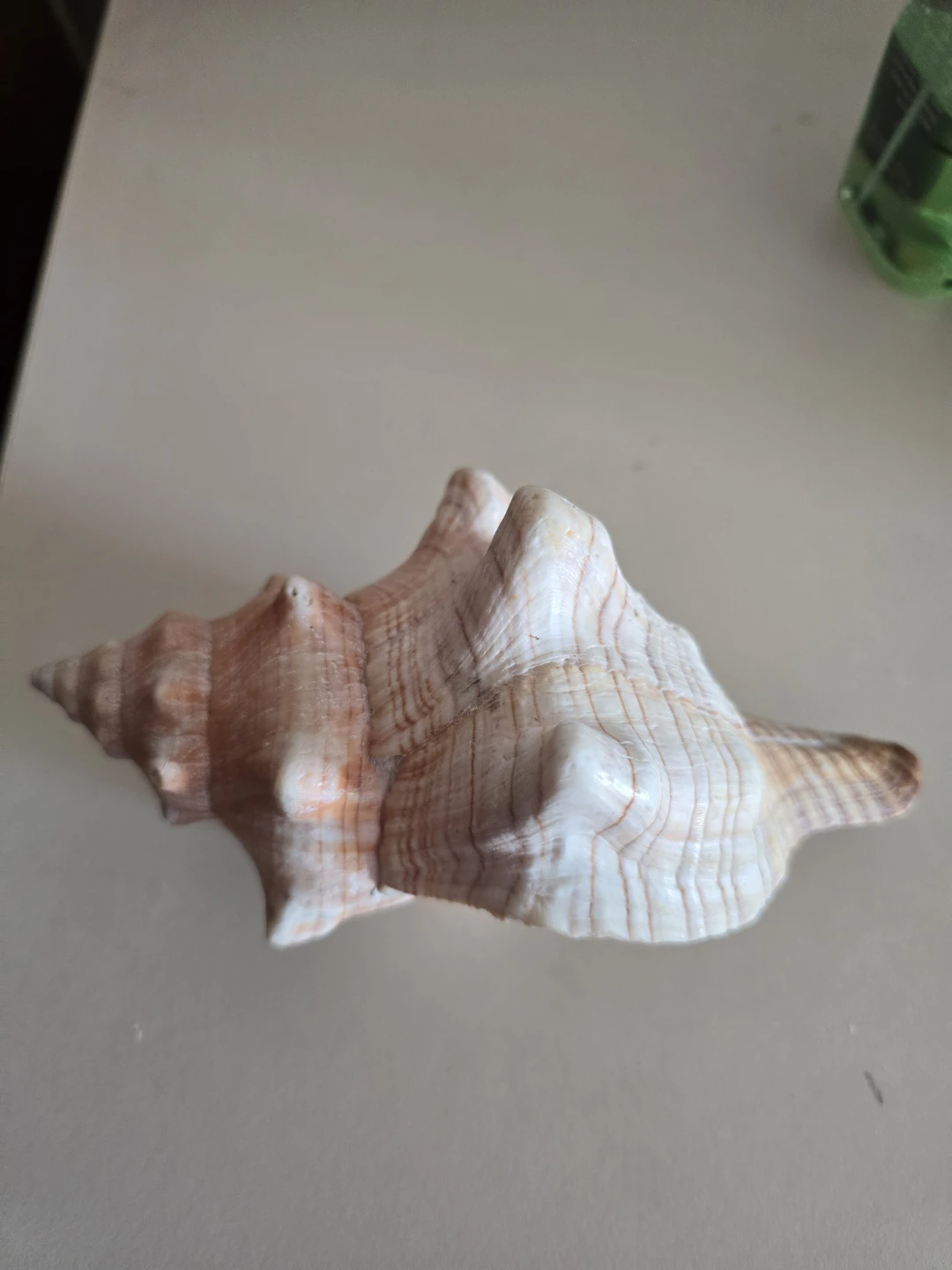Large Decorative Seashell - photo 4