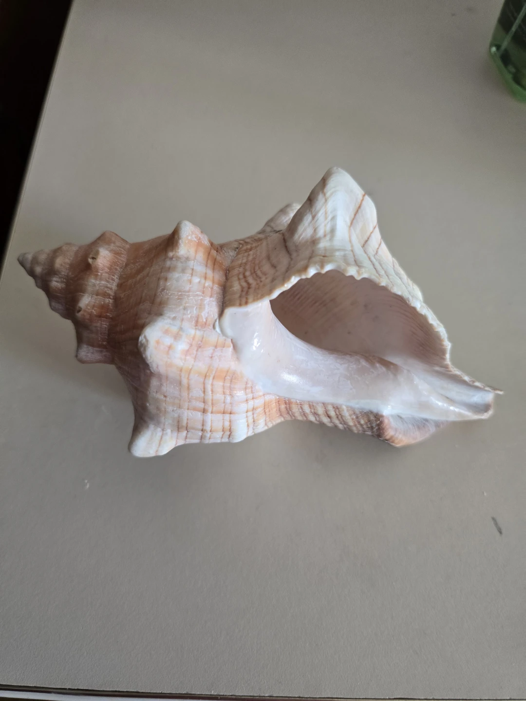 Large Decorative Seashell - photo 5
