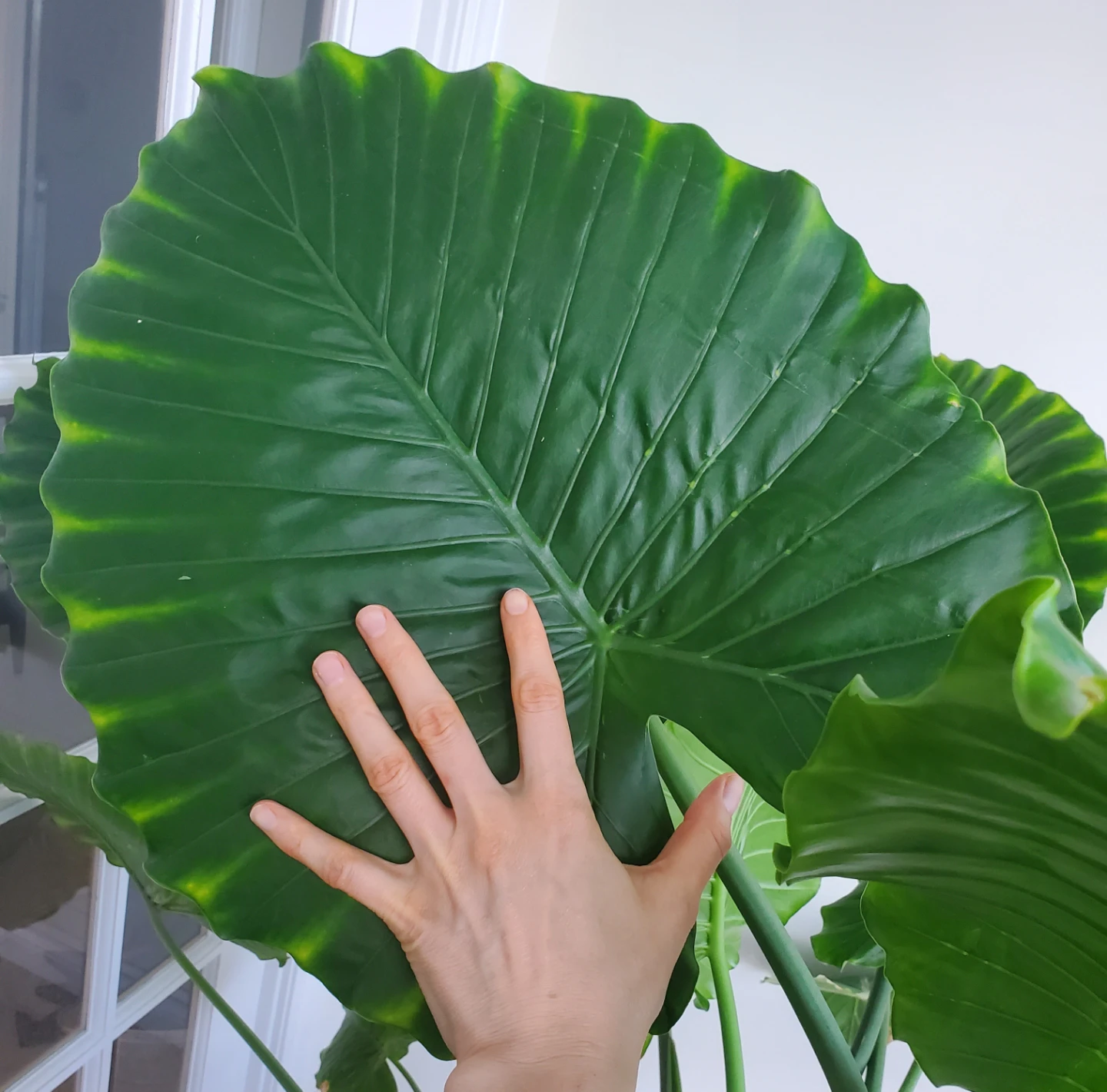 Huge 5.5ft Tall Elephant Ear Plant - photo 3