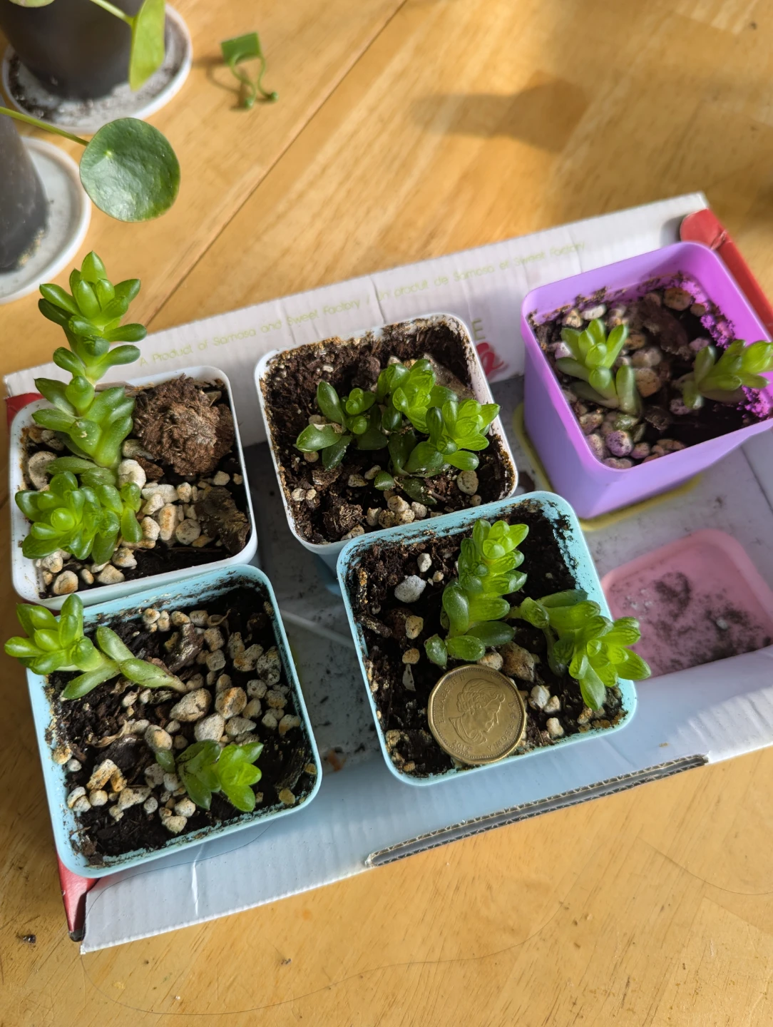Set of 5 Succulent Plants in Small Pots