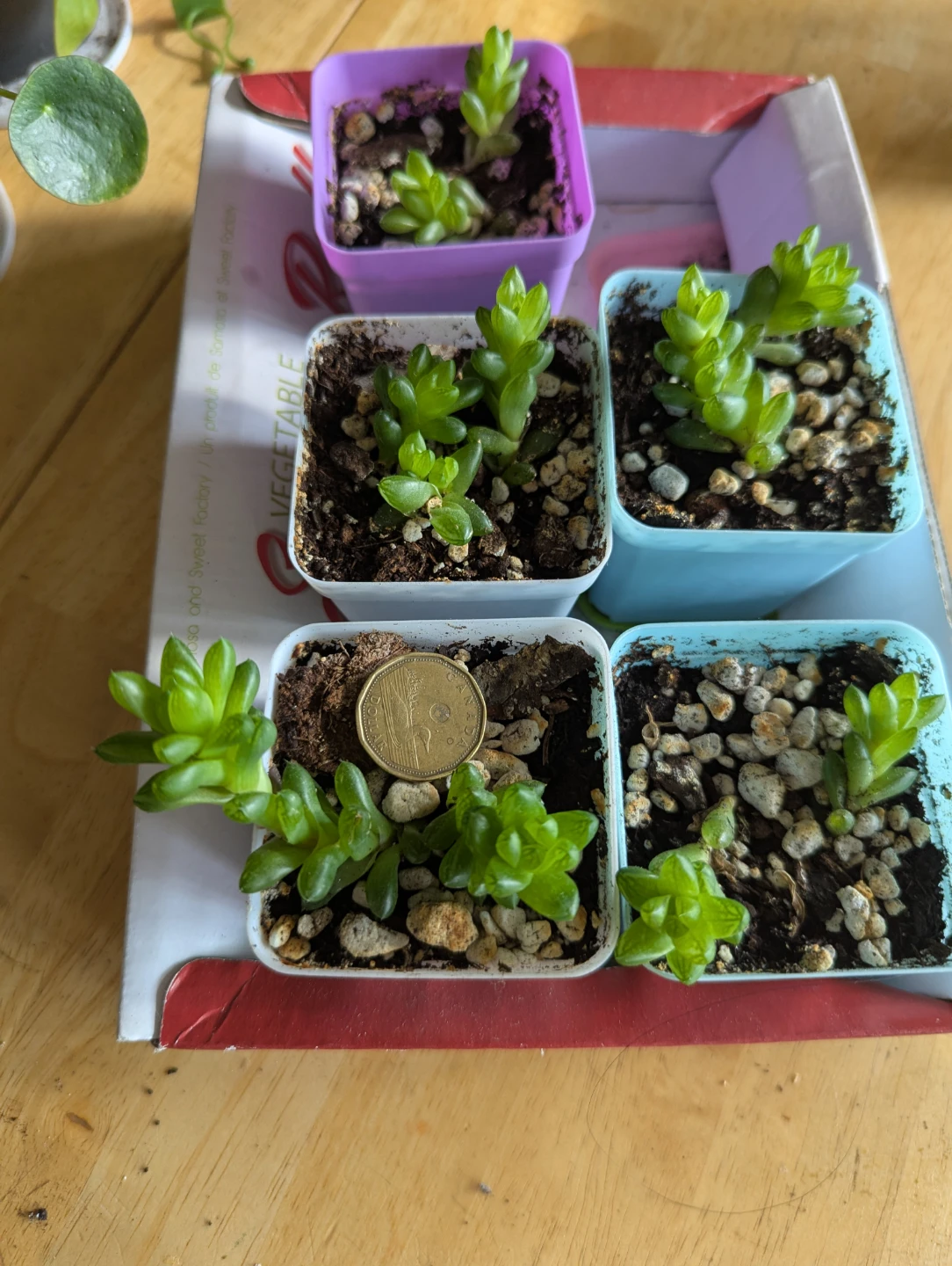 Set of 5 Succulent Plants in Small Pots - photo 2