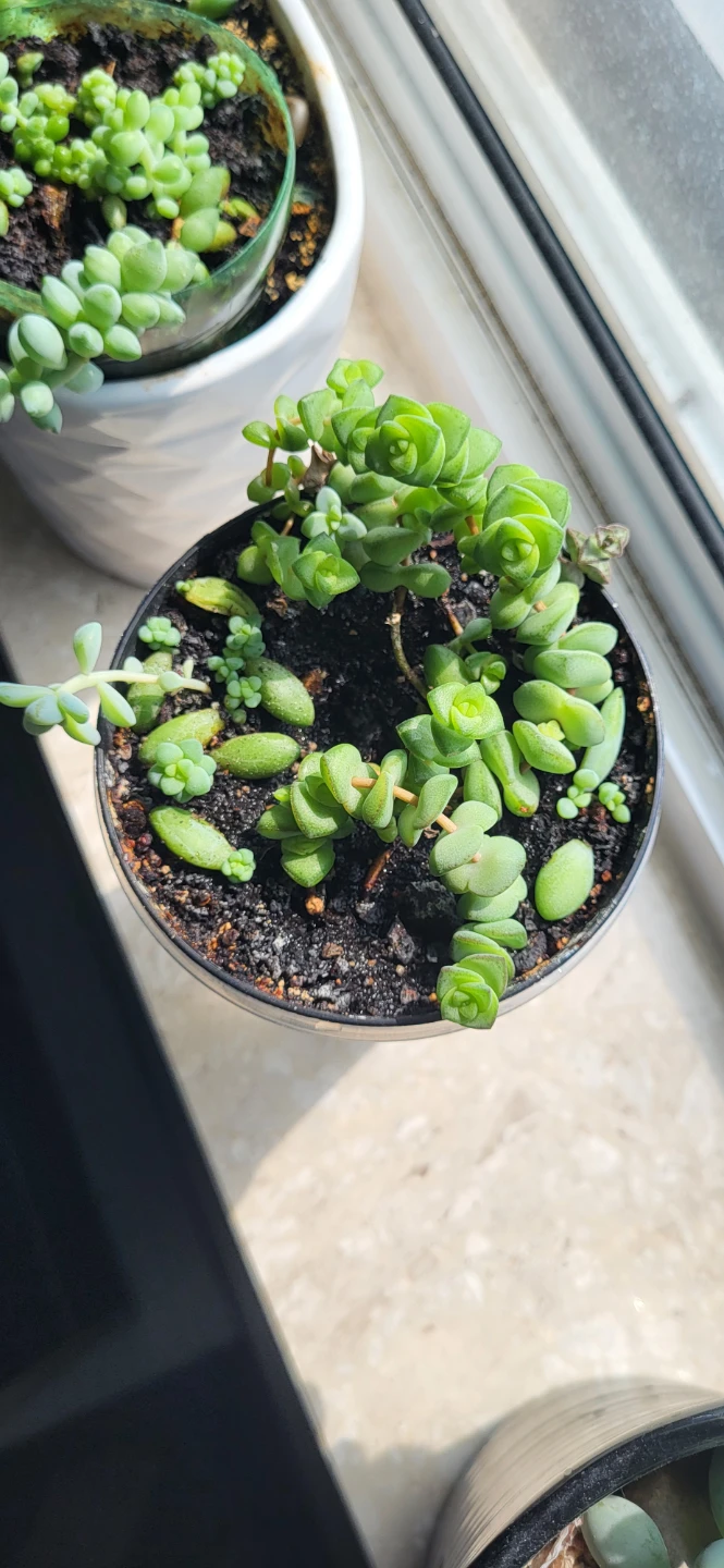 Multiple succulents in a small plastic pot
