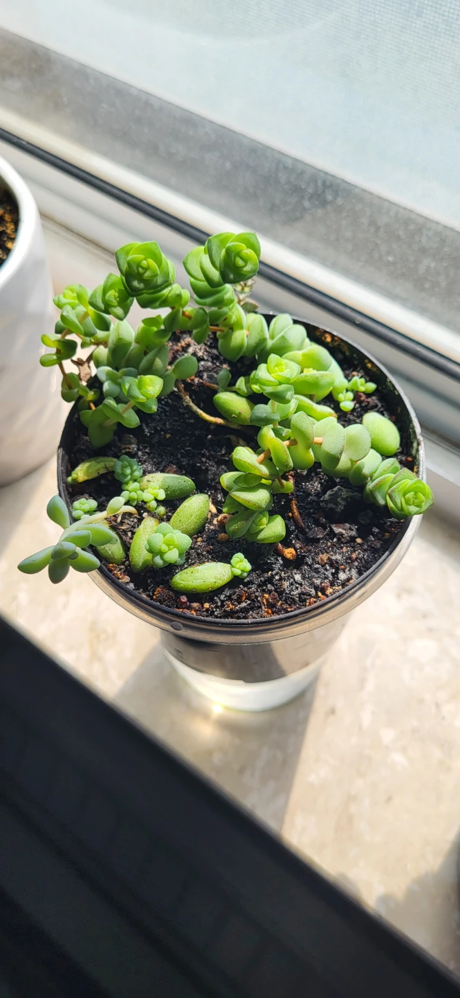 Multiple succulents in a small plastic pot - photo 2