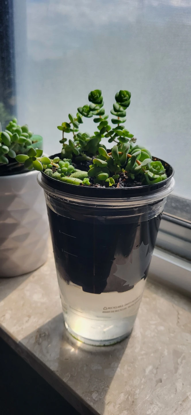 Multiple succulents in a small plastic pot - photo 3