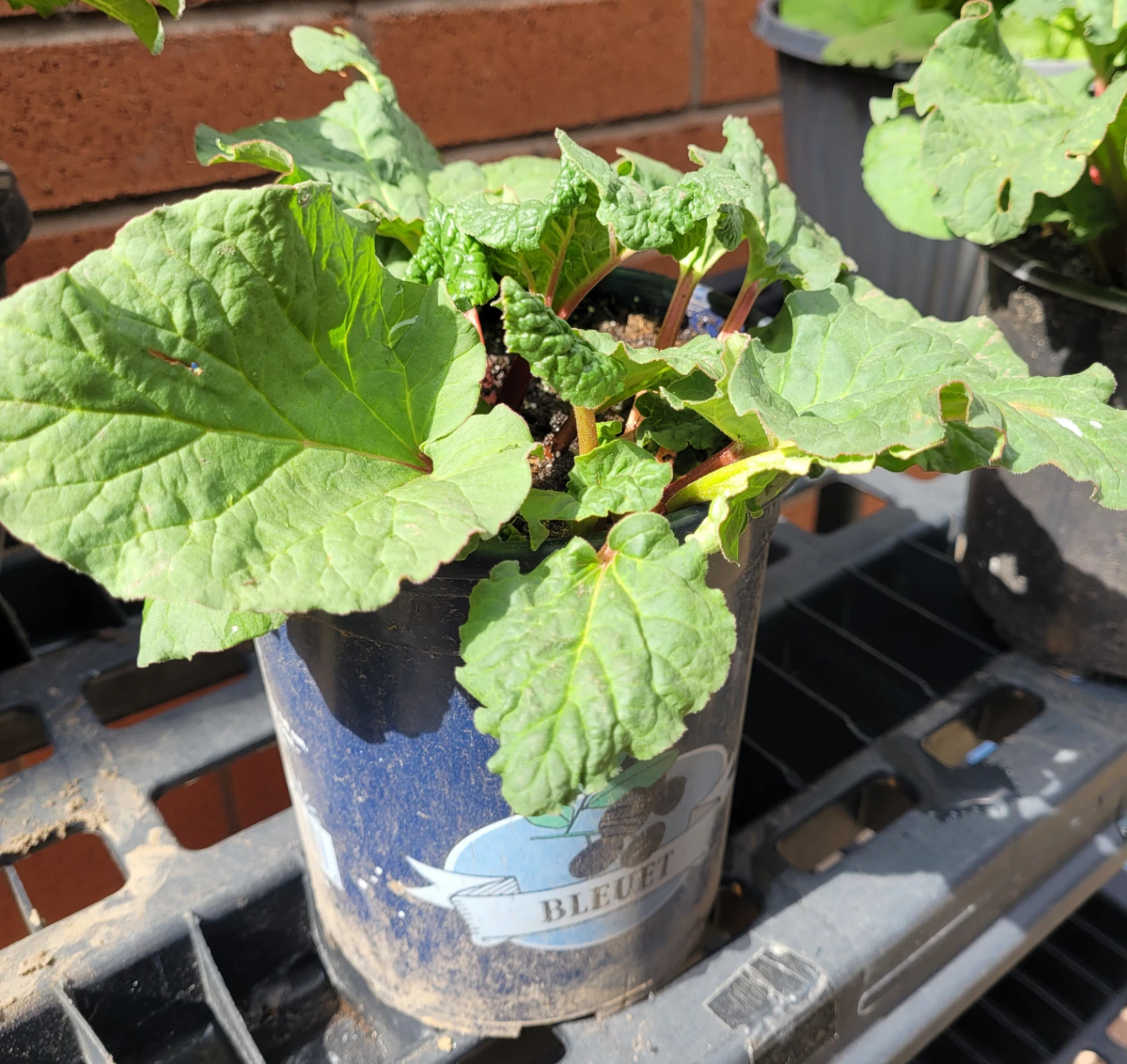 Organic Rhubarb Plants⁶