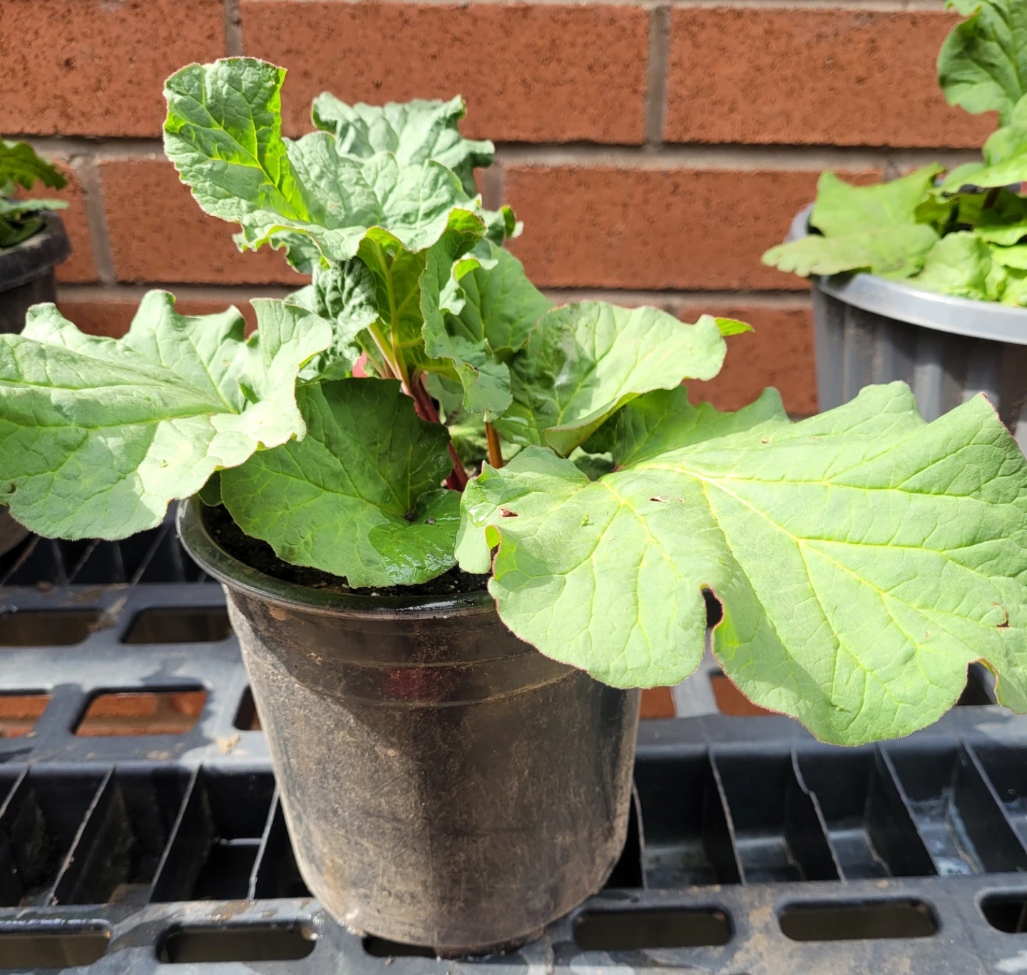 Organic Rhubarb Plants⁶ - photo 2