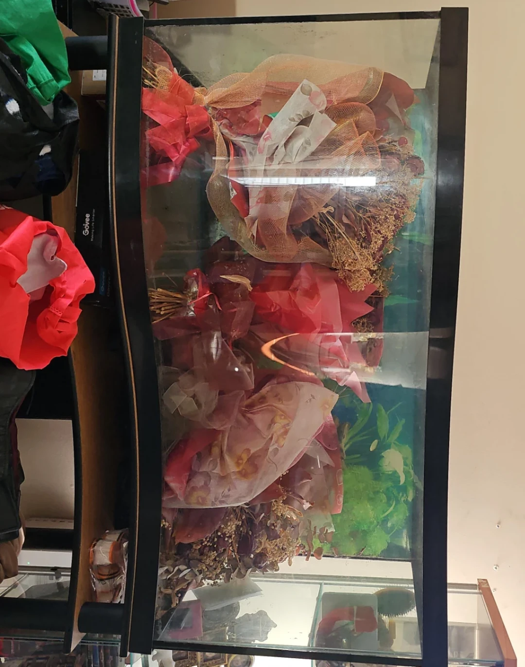 Curved Glass Aquarium
