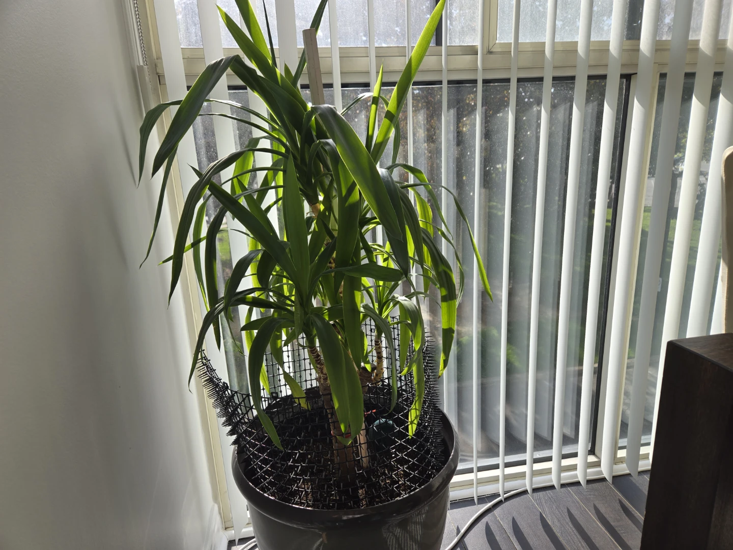 Large Yucca Plant