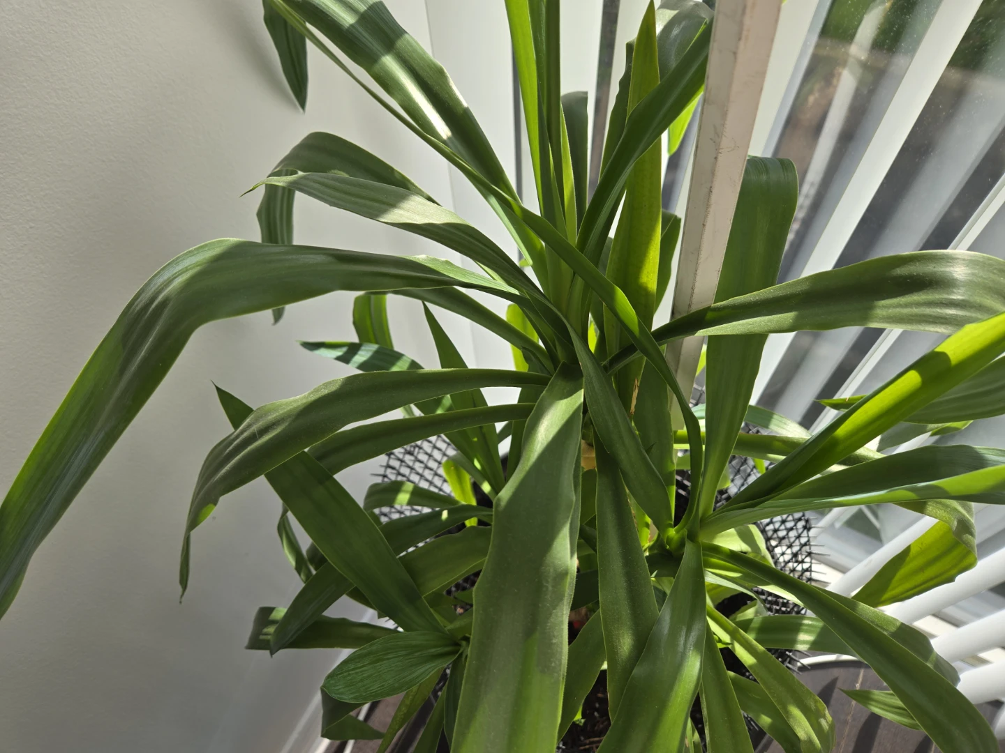 Large Yucca Plant - photo 2