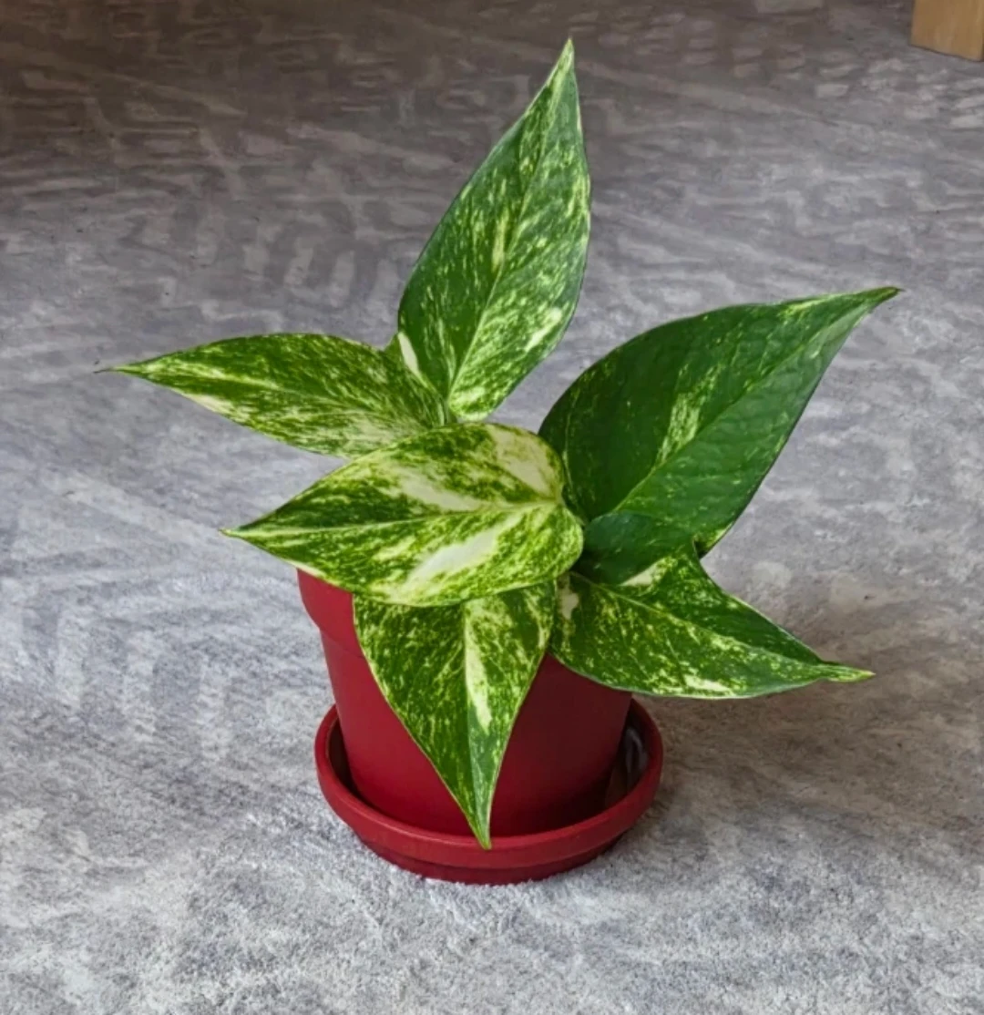 Pothos Plant in Red Pot 🪴