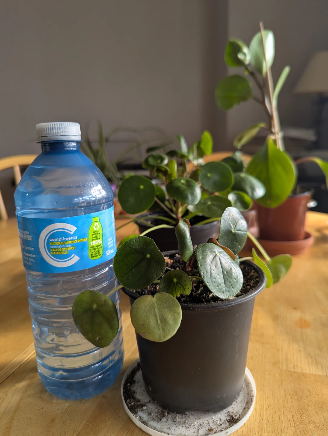 Pilea Peperomioides Plant( Chinese money plant) - photo 4