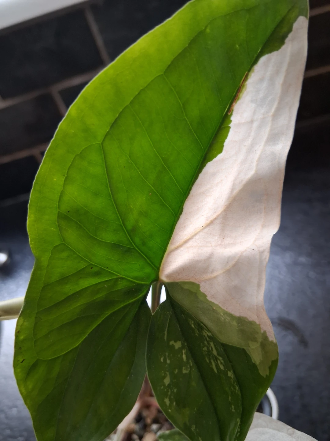 Syngonium Albo