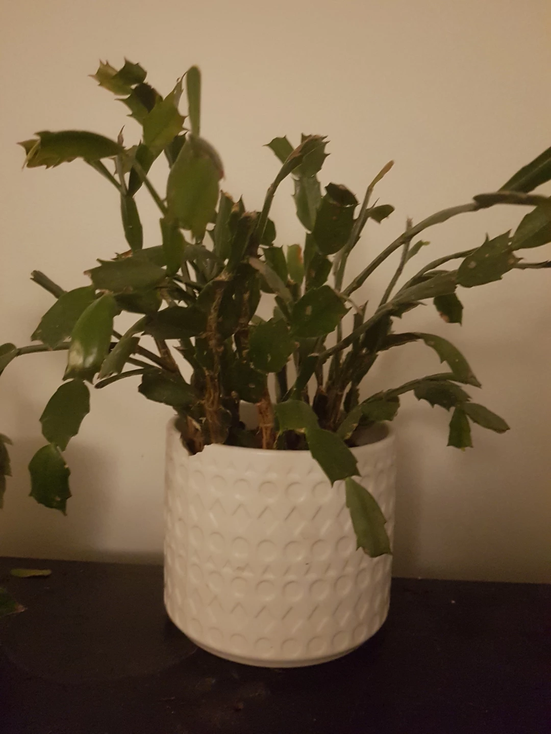 Christmas Cactus Plant in White Pot