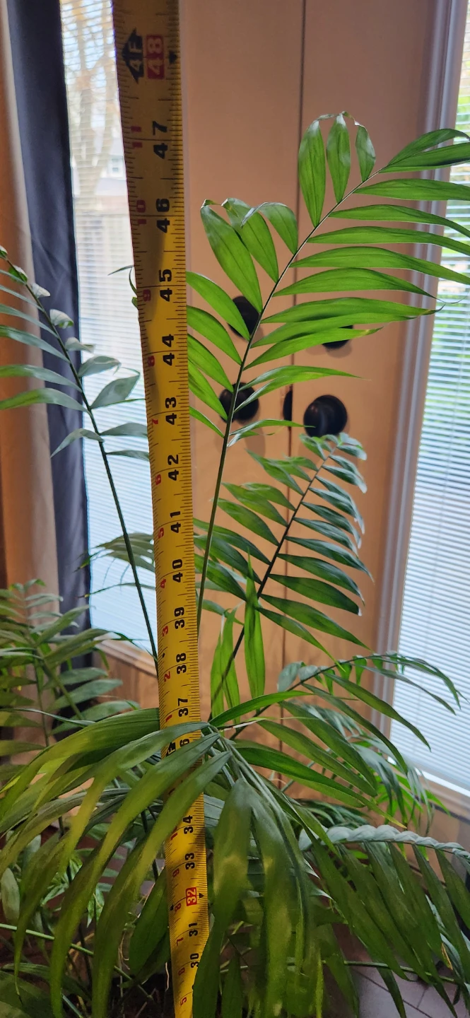 Large Palm Plant in Dark Pot - photo 2