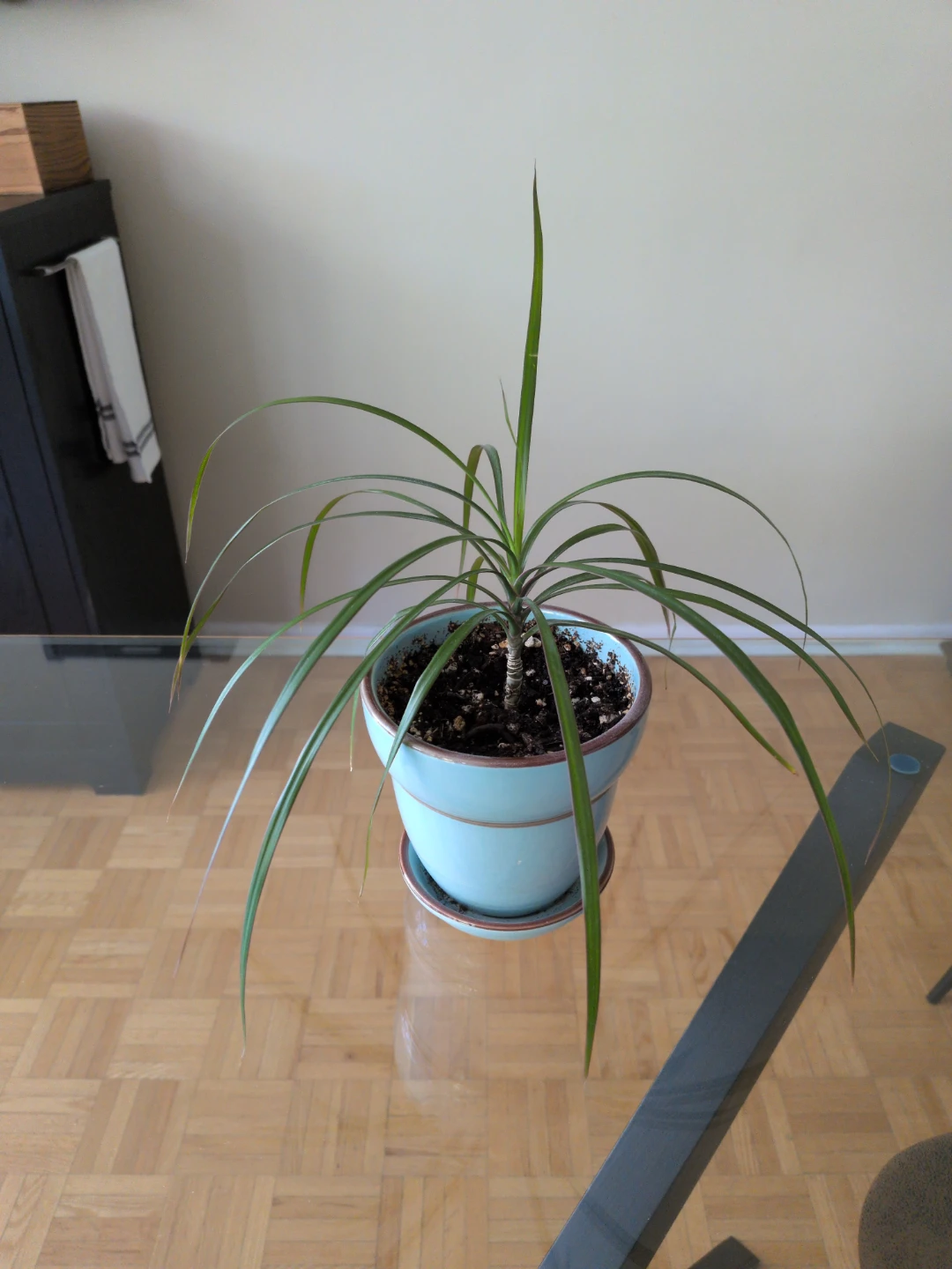 Dragon Tree Plant in Blue Pot