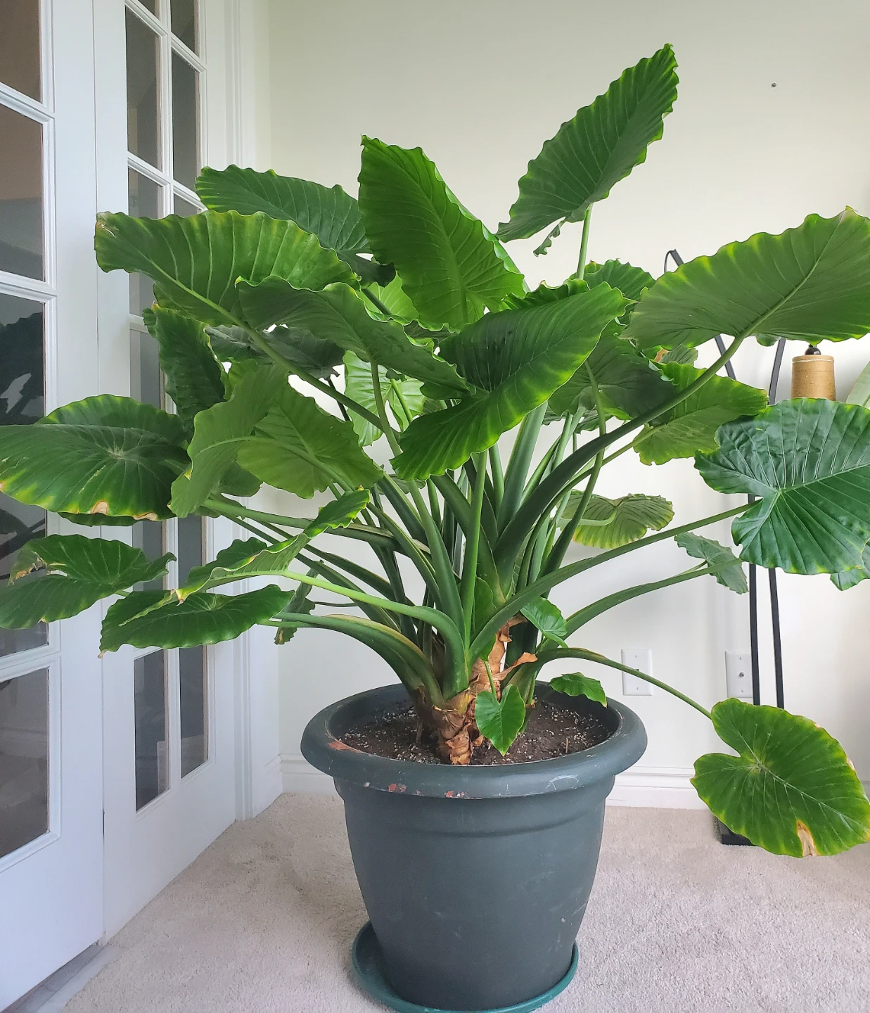 Huge 5.5 Ft. Tall Elephant Ear Plant