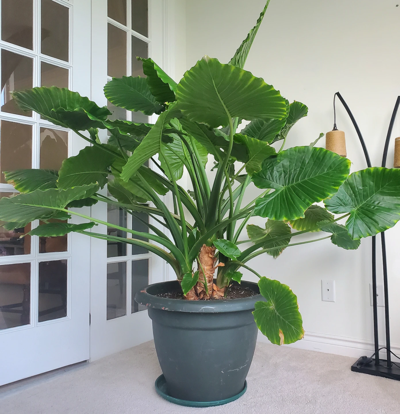 Huge 5.5 Ft. Tall Elephant Ear Plant - photo 5