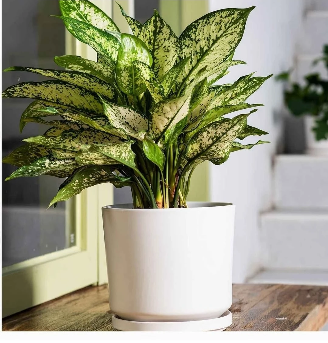 White Ceramic Planter Pot with Saucer - photo 3