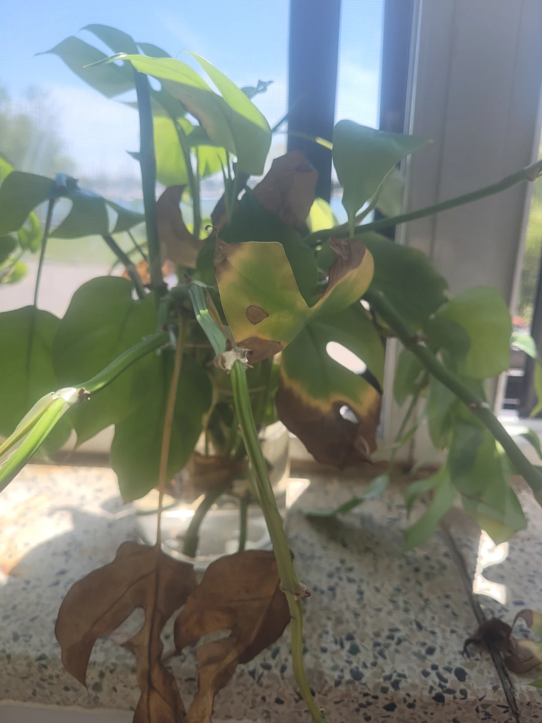Monstera cuttings rooting