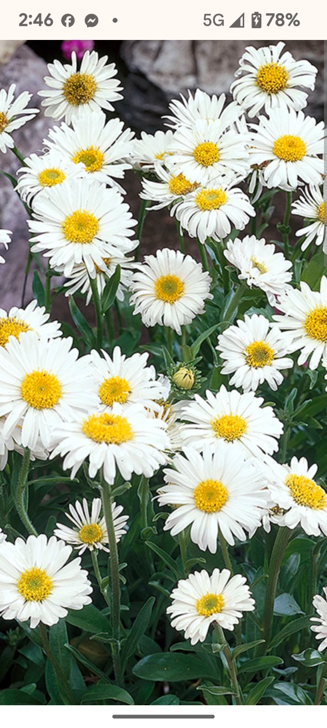 Purple and White Daisies