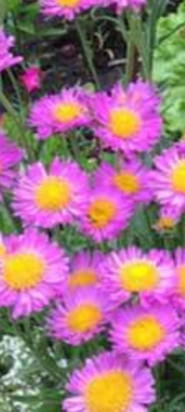 Purple and White Daisies - photo 2