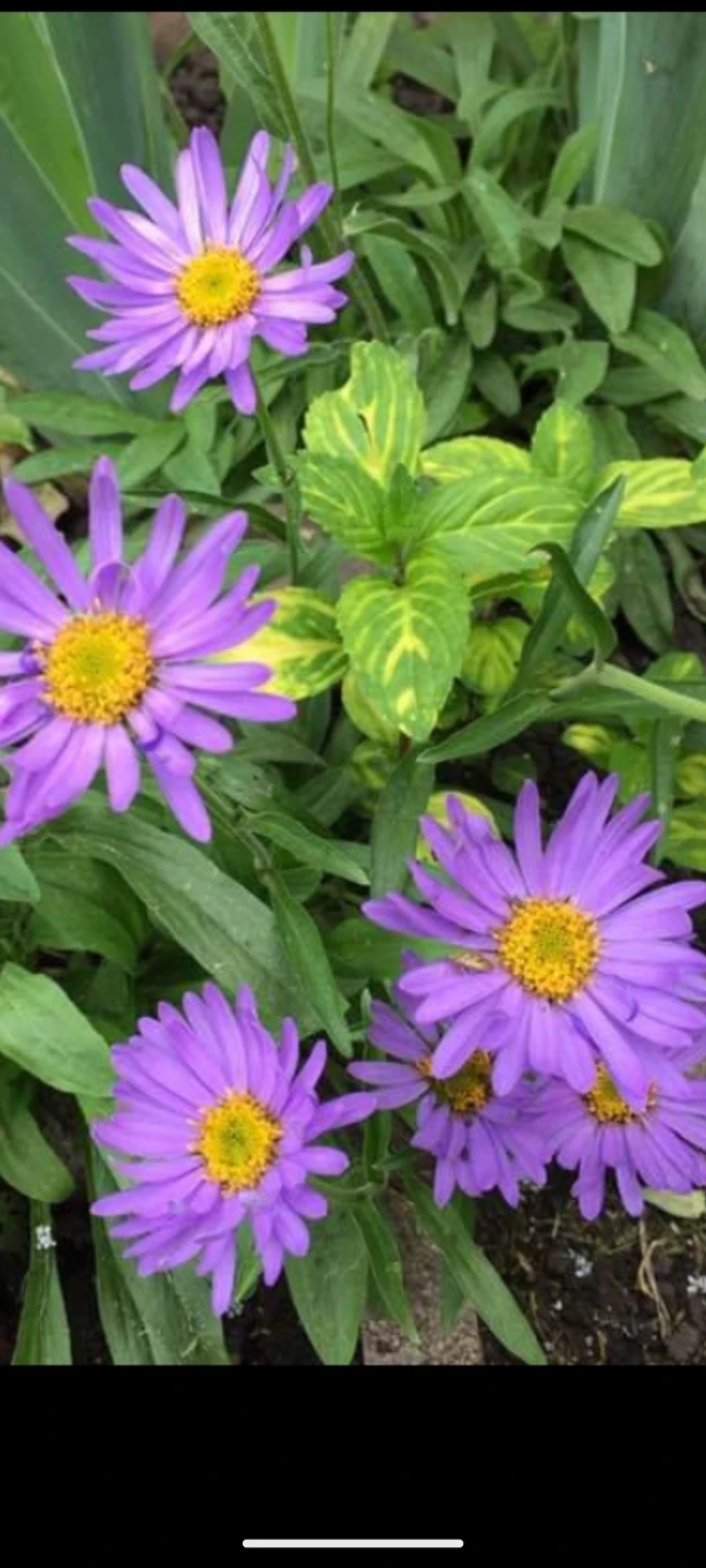 Purple and White Daisies - photo 4