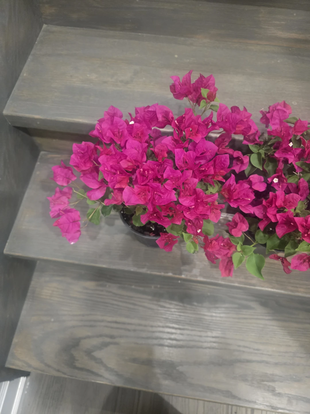 Bougainvillea Plants 6"pot