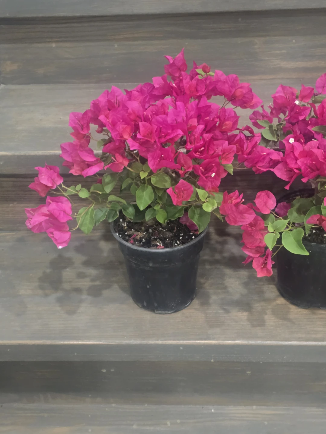 Bougainvillea Plants 6"pot - photo 4