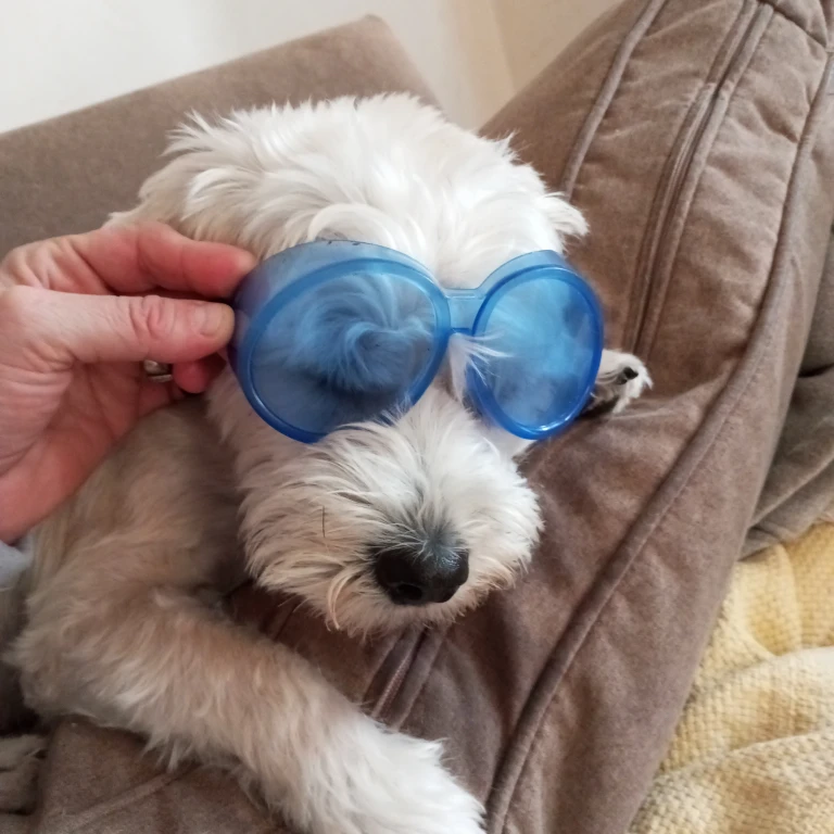 Doggie Doggles - photo 2