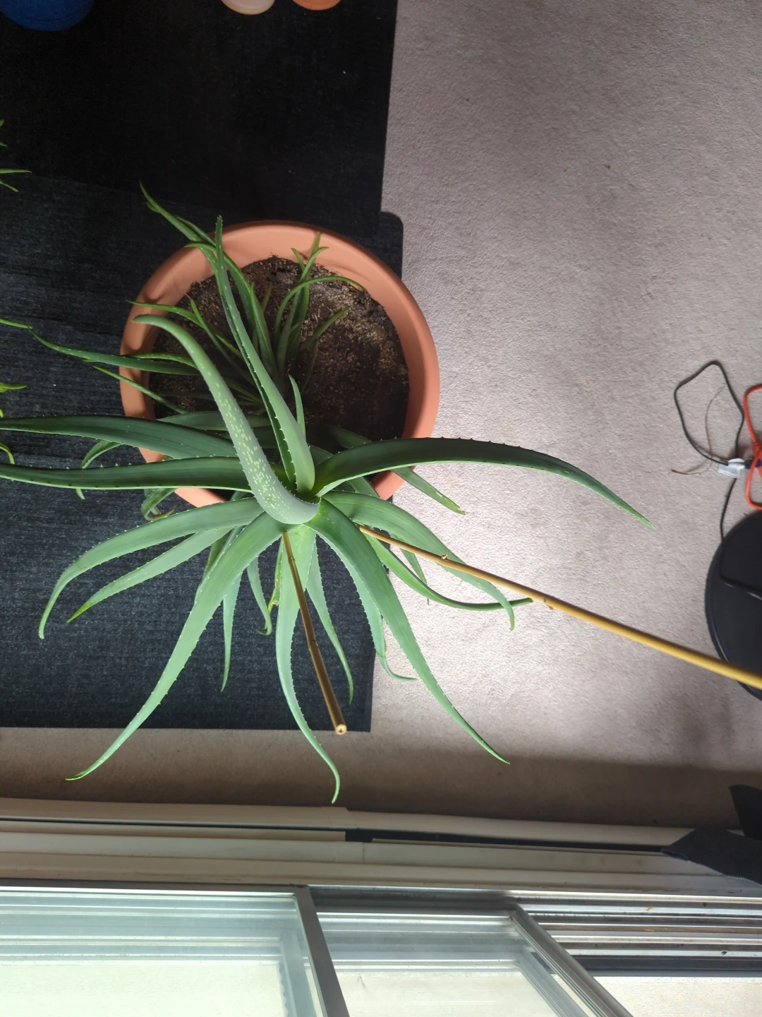 Aloe Vera Plant in Terracotta Pot - photo 2