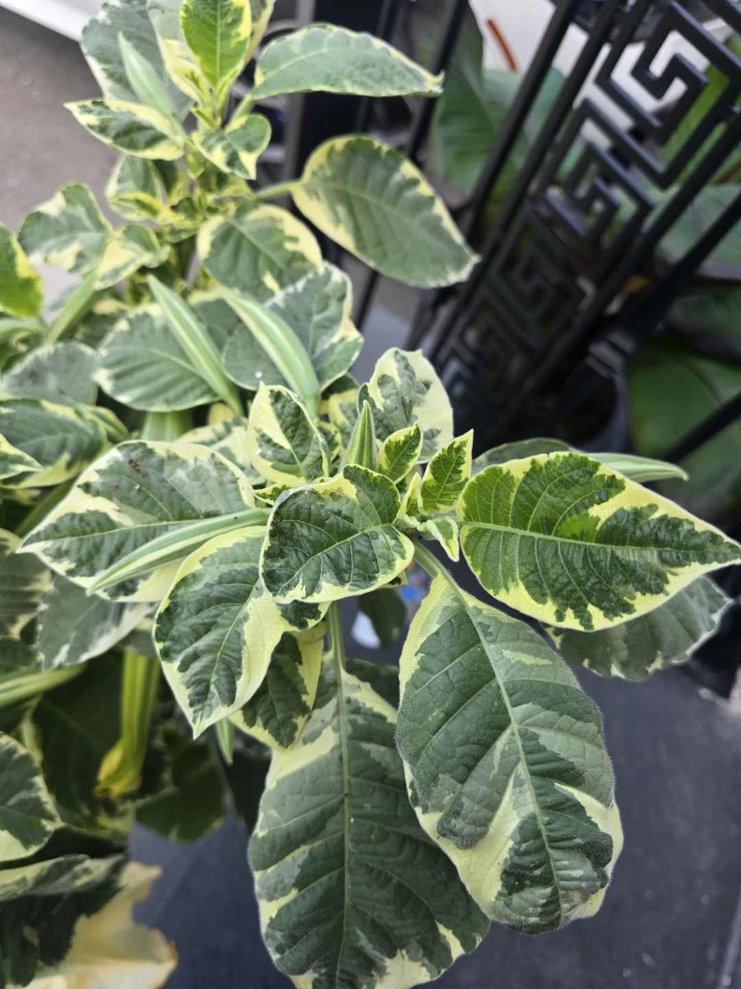 Variegated Brugmansia Angel's Trumpet Plant - photo 4
