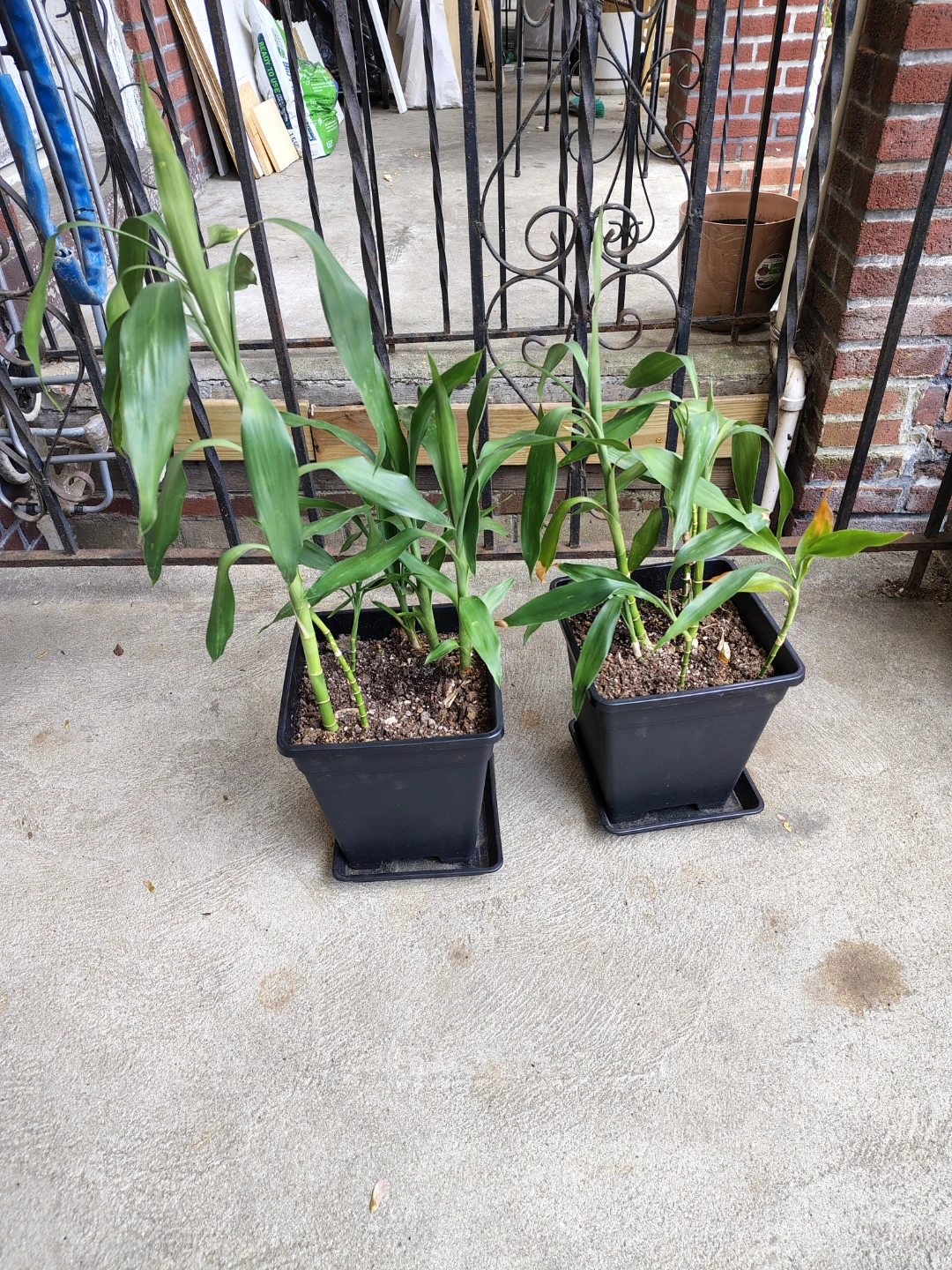 Set of 2 Potted Plants $25 each plant - photo 2