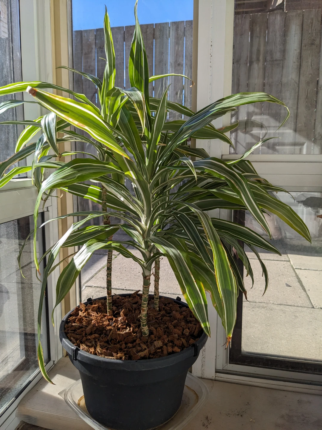 3 healthy rare Dracaena Warneckii Plants in pot