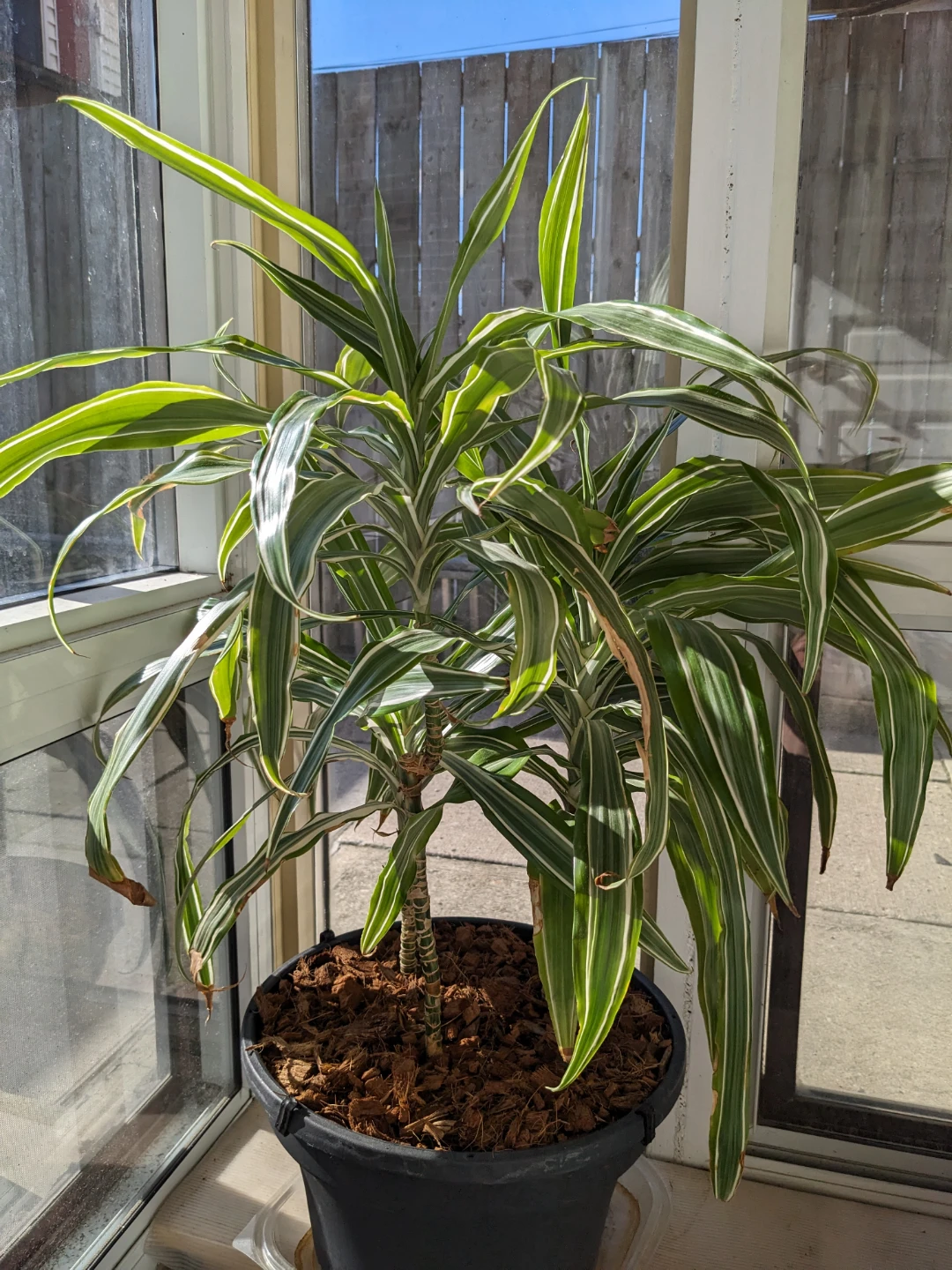 3 healthy rare Dracaena Warneckii Plants in pot - photo 2