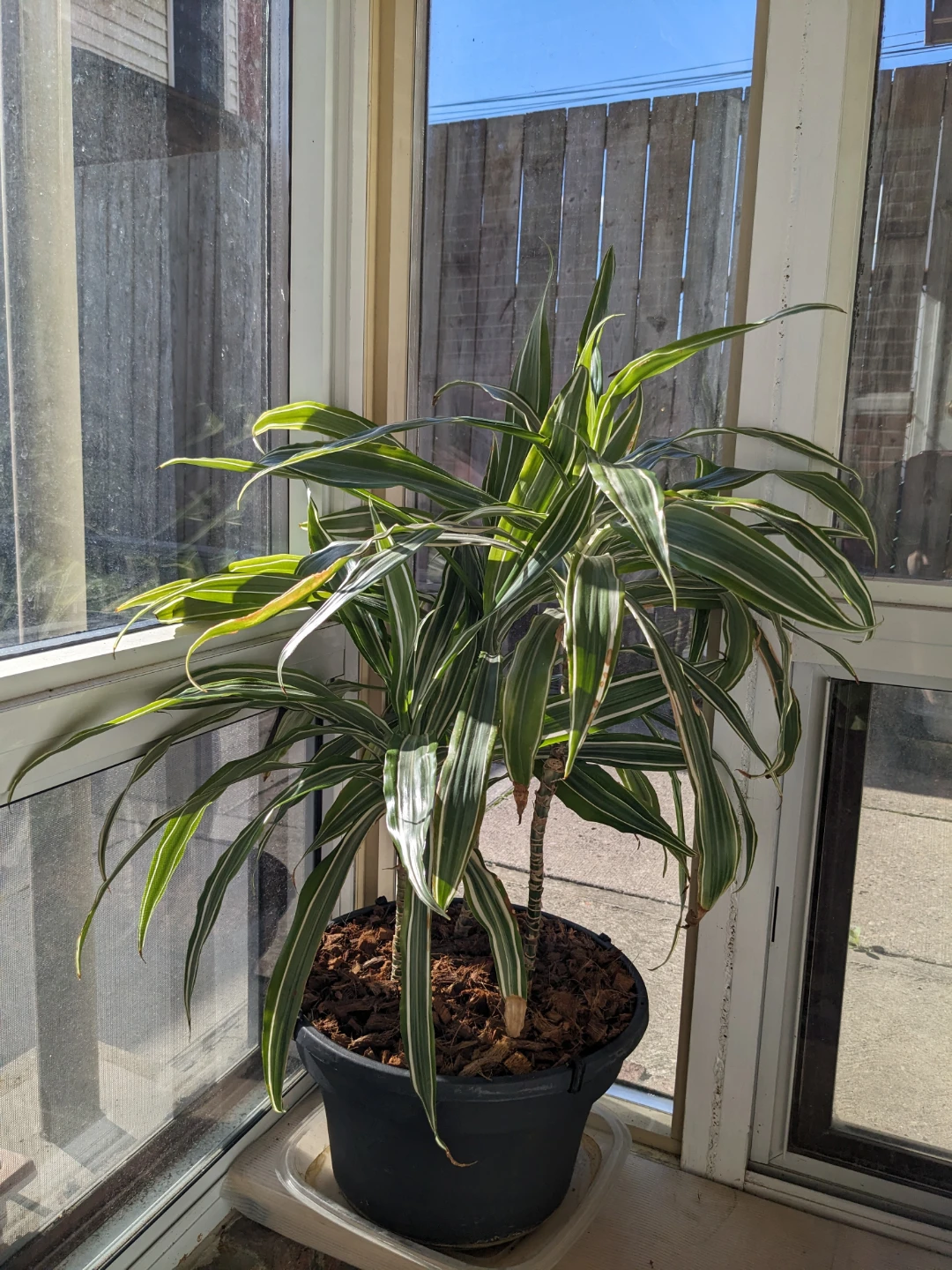 3 healthy rare Dracaena Warneckii Plants in pot - photo 5
