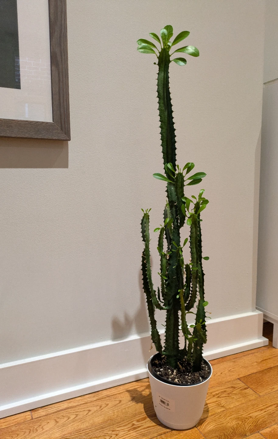 Tall Cactus Plant - African Milk Tree plant