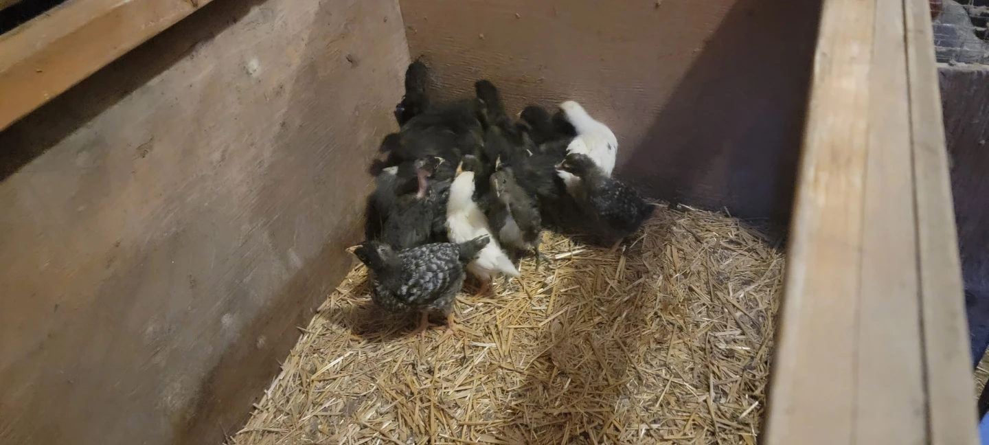 Baby Chicks for Sale - photo 2