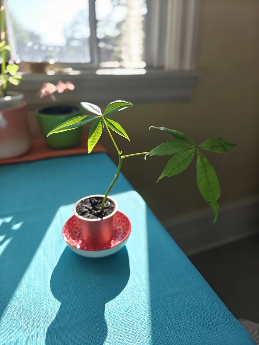 4" Money Tree Plant in small pot