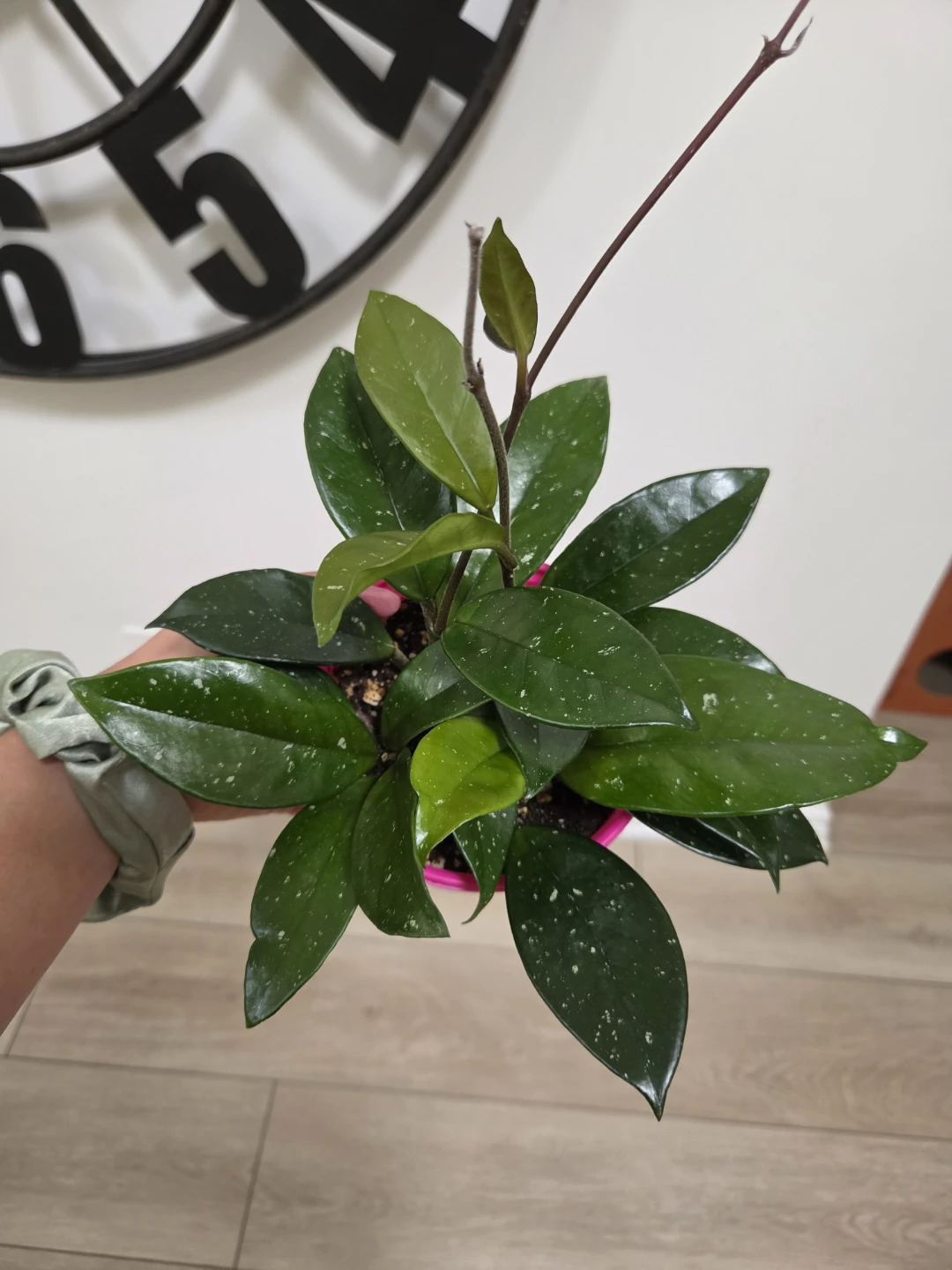 Hoya Carnosa Plant
