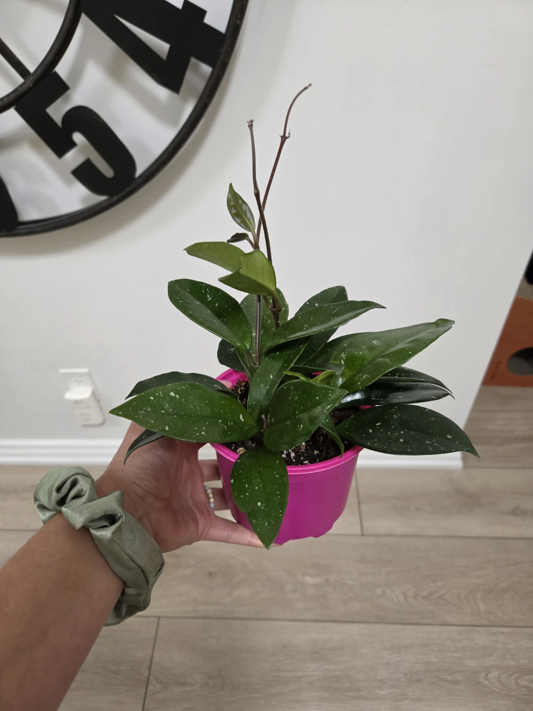 Hoya Carnosa Plant - photo 2