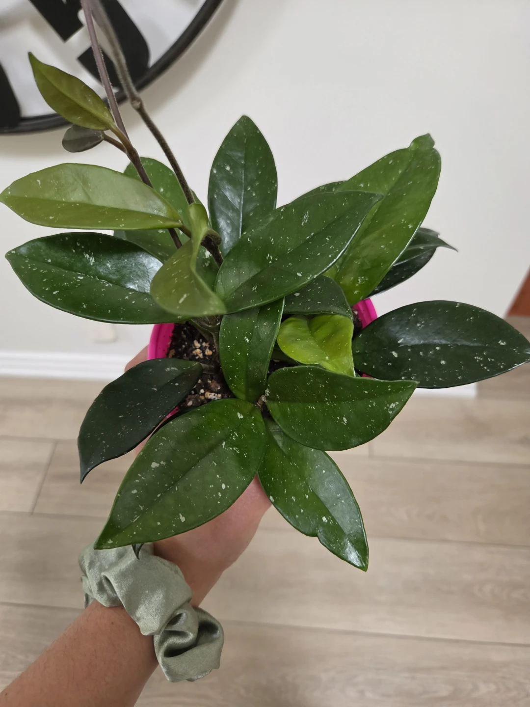 Hoya Carnosa Plant - photo 3